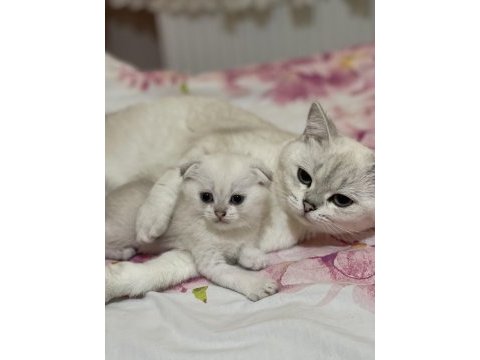 2 dişi ve 2 erkek ballı lokma yavru kediler