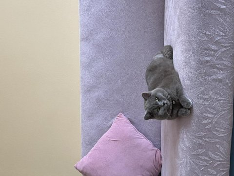British shorthair lilak erkek sahiplendirilecek