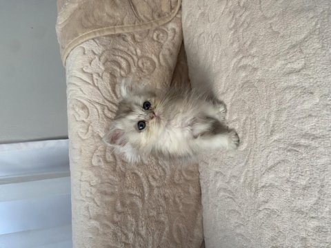 Çok sevimli ve oyuncu british longhair yavrularım