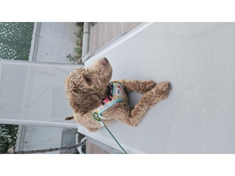 Poodle köpeğimiz 9 aylık