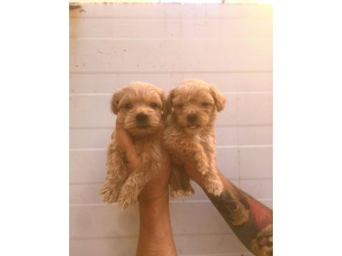 Orjinal bebek yüzlü maltipoo yavrular