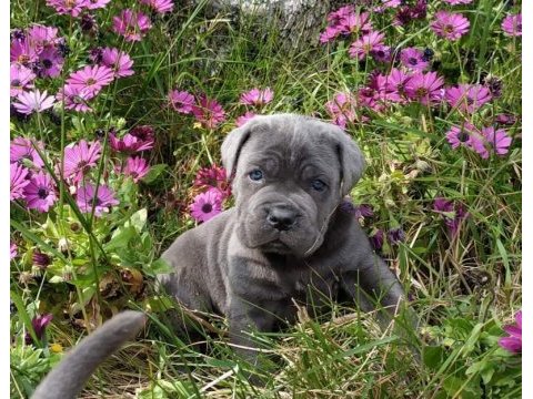 Blue cane corso yavruları