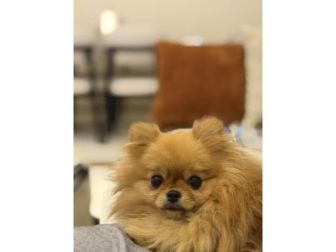 Pomeranian boo 1 yaşında