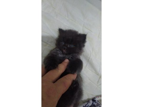 Scottish fold longhair kedi bir buçuk aylık