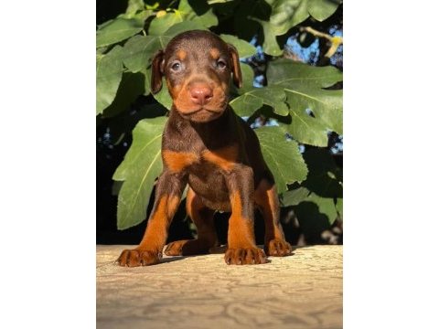 Kızıl safkan doberman yavrularımız