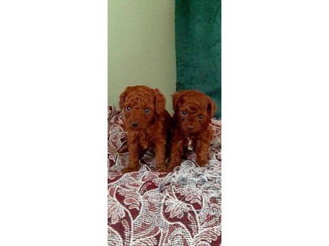 Toy poodle efsane bebekler
