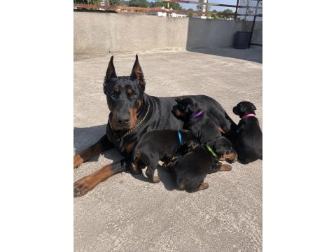 Gerçek doberman yavruları