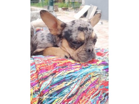 Merle tan dişi french bulldog