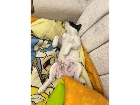 Gaziantep yavru french bulldog