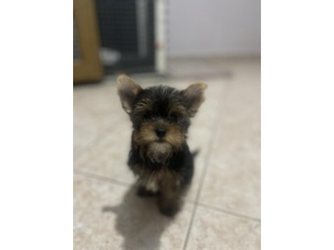 Wc eğitimli safkan yorkshire terrier bebekler