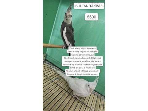 Üretime uygun takım sultan papağanları