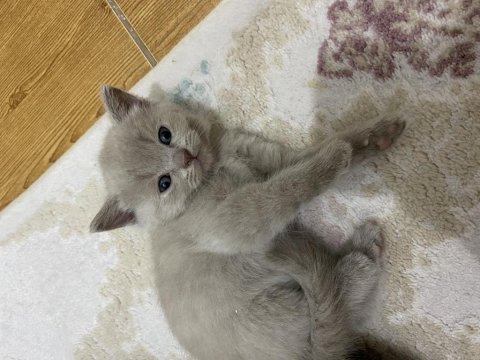 Kendi kedilerim oyuncu ve çok tatlı scottish fold