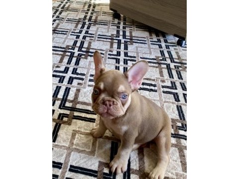 Nev shade rojo and tan french bulldog