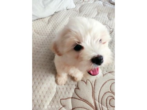 2 aylık maltipoo