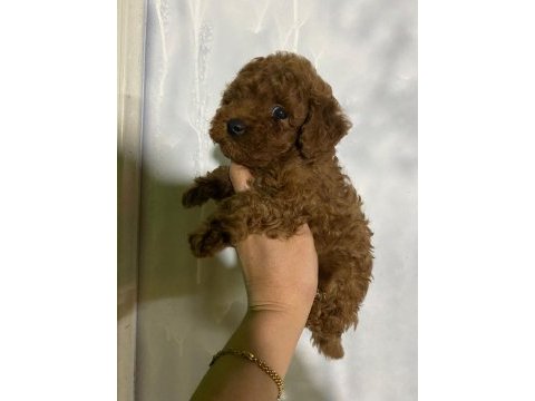 Evde bakılan sağlık ve ırk garantili poodle bebek