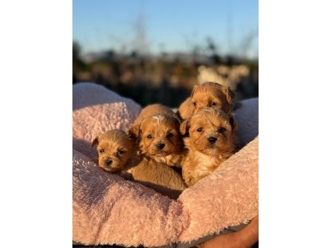 Korea teacup micro maltıpoo bebeklerimiz