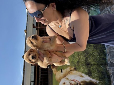 Golden retriever yavrularım sağlık ve ırk garantilidir