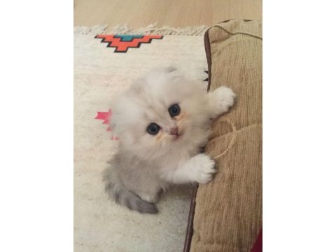 3 aylık erkek chinchilla bebekler