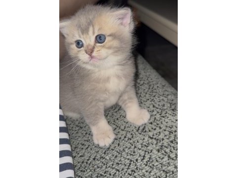British shorthair prensesimiz yuvasını arıyor
