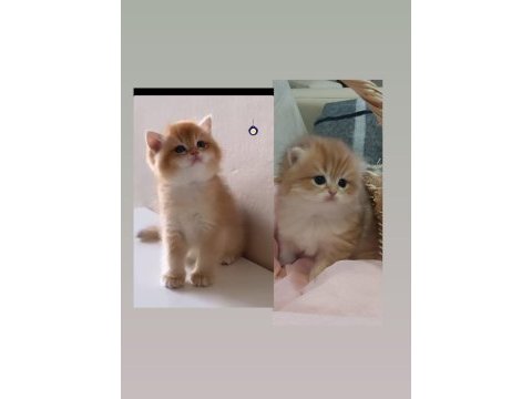 Show kalite safkan lilac golden çikolata golden british