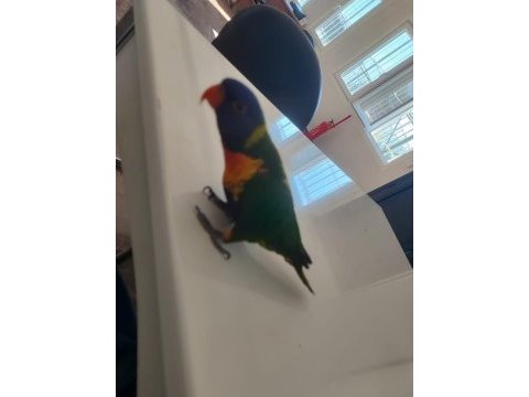 Ele kola alışkın mükemmel renkli lori papağanı