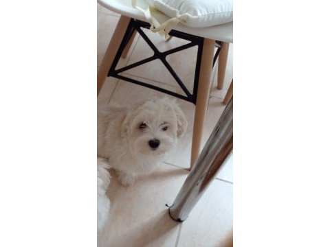 Orjinal maltipoo çiş eğitimli uygun
