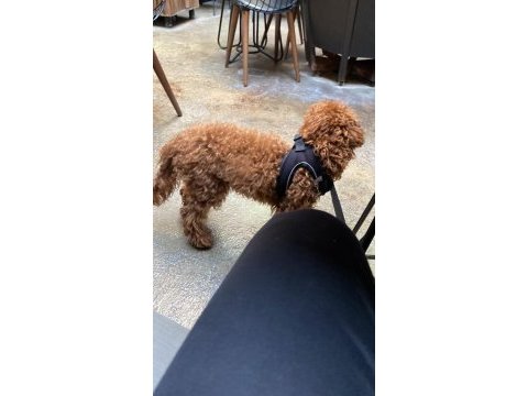Safkan şecereli toy poodle