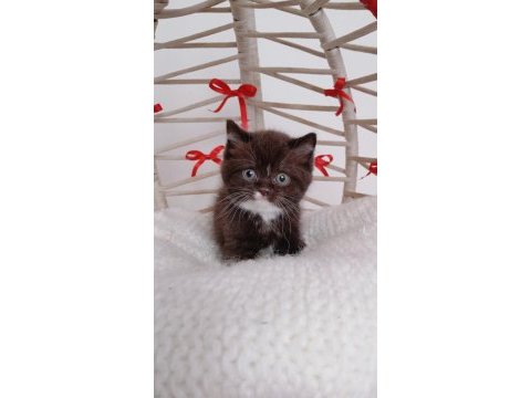 Yeni yıl çikolata british shorthair yavrum