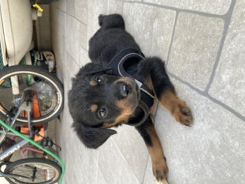 Yavru erkek rottweiler
