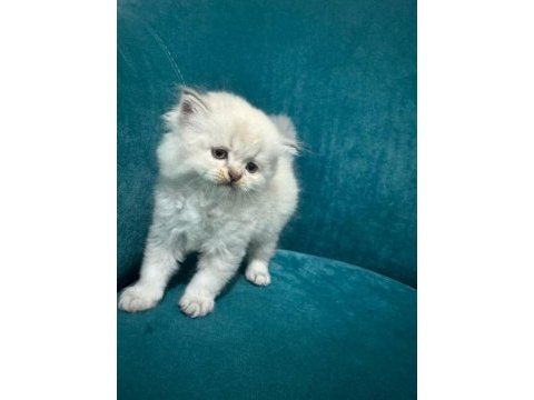 Çok tatlı yavru british longhair