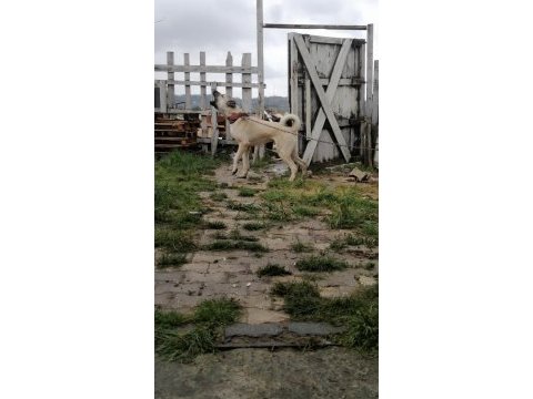 6 aylık aslan parçası