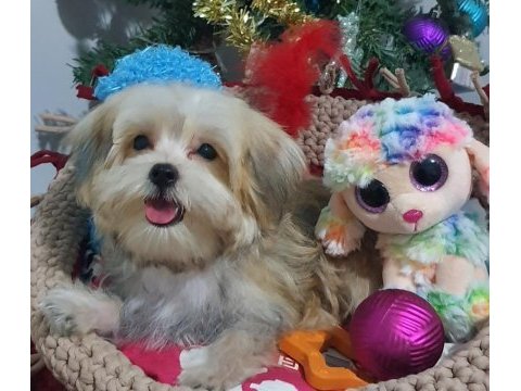 Kore kanı teacup morkie yavrularımız