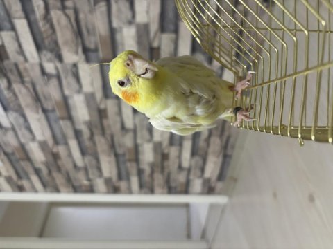 4 kelime konuşan erkek sultan papağanı