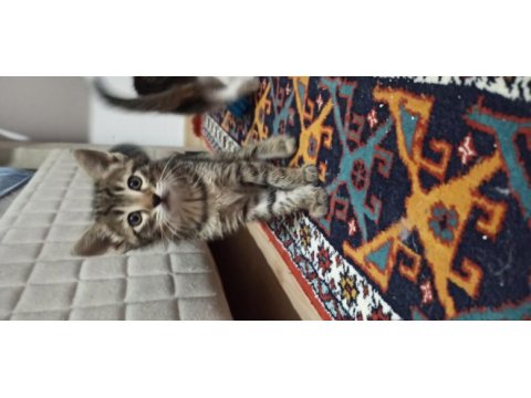 4 yavru 1 anne acil sahiplendirme tekir