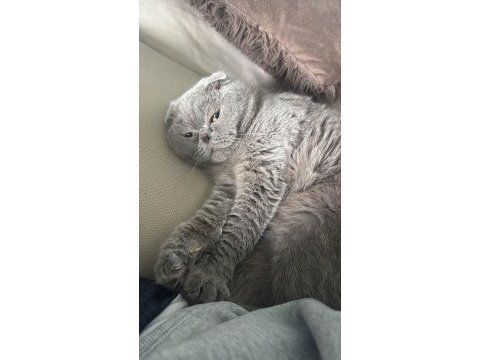 Lesley 6 yaşında dişi scottish fold ücretsiz