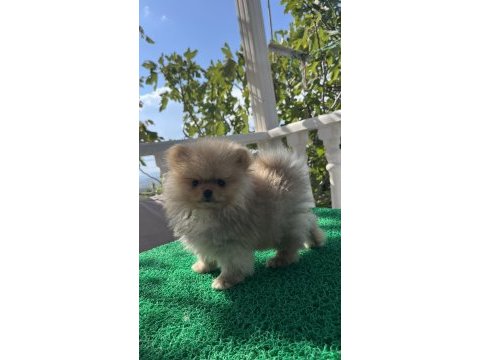 3 aylık pomeranian bebekler