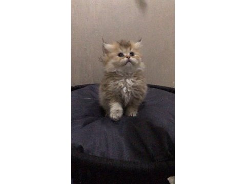 British longhair golden erkek