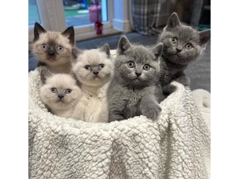 British shorthair yavruları