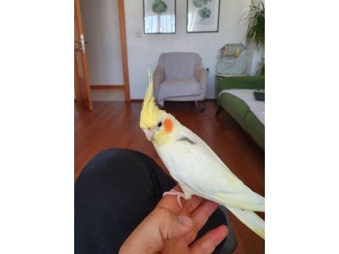 7 kelimeye yakın konuşan erkek sultan papağanı