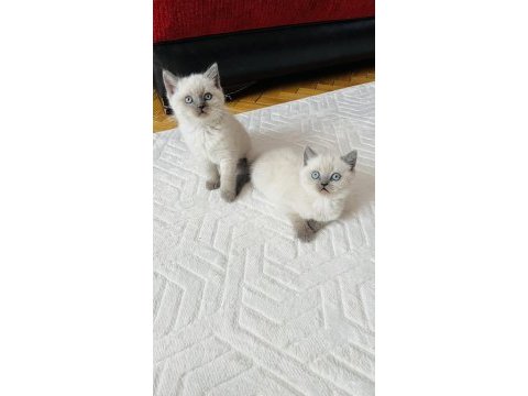 Safkan blue point son bir adet british shorthair