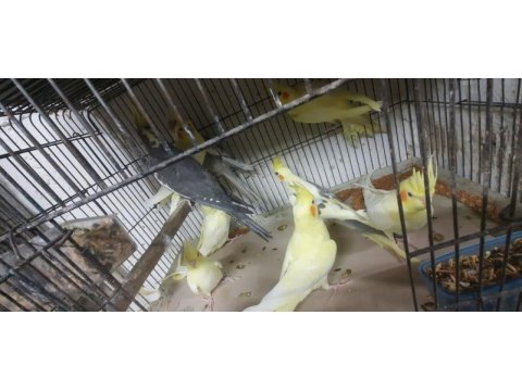 El besleme sultan papağanı bebekler