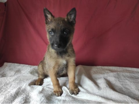 Hayat kısa malinoisler uçuyor