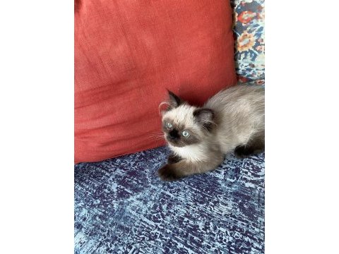 Chinchilla kirpik yeni yuvasini ariyor