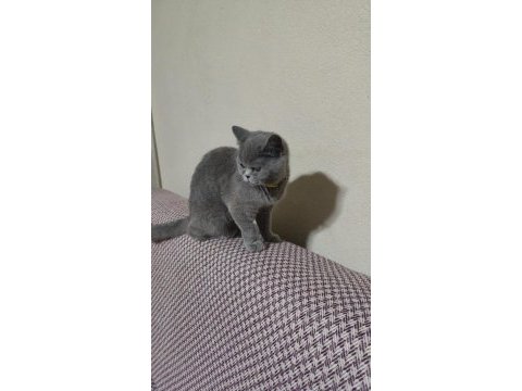Safkan british shorthair kedisi
