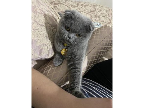 Dişi scottish fold
