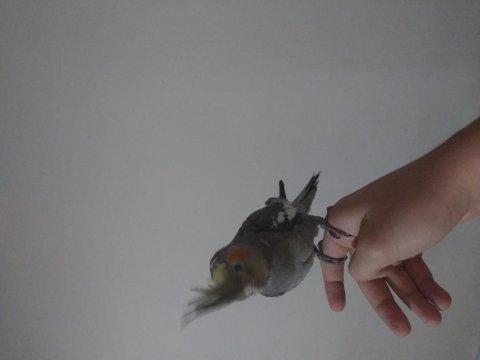 Yavru sultan papağanı 3 aylık