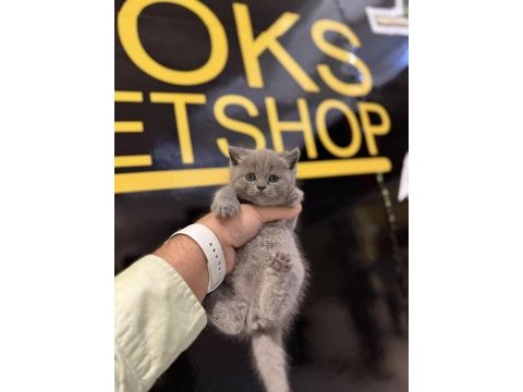 Britsh shorthair kedisi 2 aylık