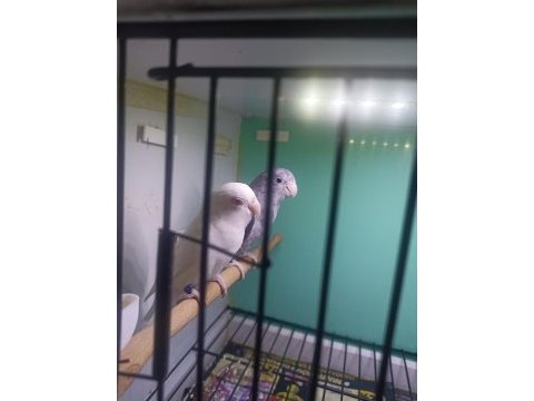 Kırmızı göz albino takım forpus papağanı
