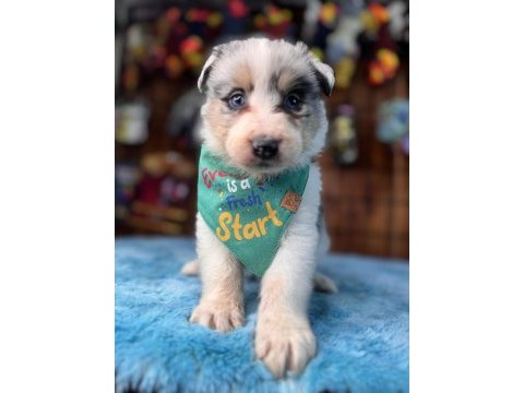 Dünyanın en zeki ırkı border collie
