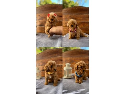 Uygun toy poodle bebekler
